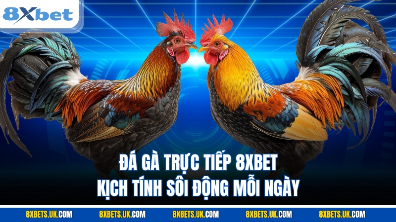 Đá Gà Trực Tiếp 8XBET Kịch Tính Sôi Động Mỗi Ngày